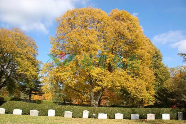 永乐高·(中国区)官方网站