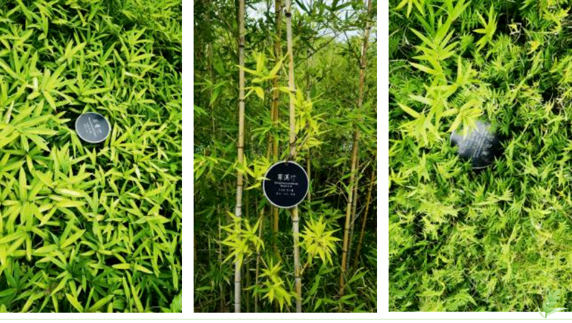 永乐高·(中国区)官方网站