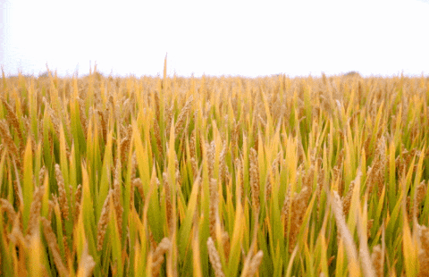 永乐高·(中国区)官方网站