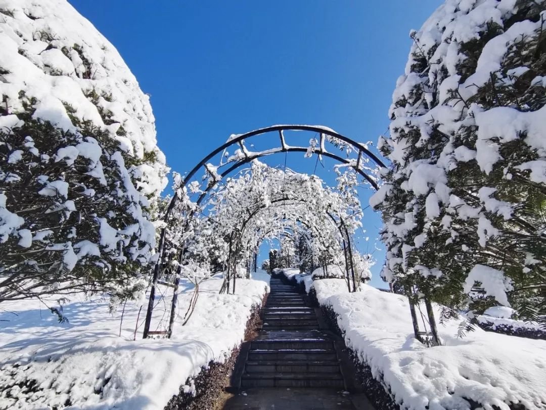 雪落玉龙，，，，三冬含暖。。。。。