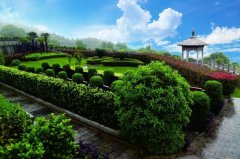 跨越生死的绿色桥梁