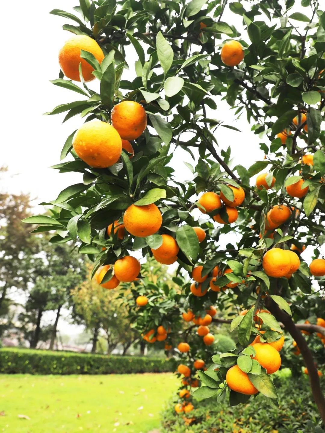 永乐高·(中国区)官方网站