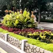 无机仿真石花箱：以永恒之名，，，塑未来之境